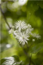 Clematis vitalba - Gemeine Waldrebe Clematis vitalba - Gemeine Waldrebe
