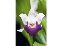 Cochleanthes hybride - Cochleanthie Cochleanthes hybride - Cochleanthie