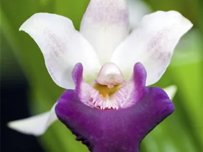 Cochleanthes hybride - Cochleanthie Cochleanthes hybride - Cochleanthie