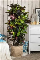 Codiaeum variegatum var. pictum - Kroton Codiaeum variegatum var. pictum - Kroton