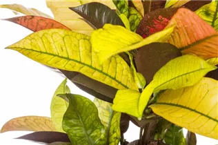 Codiaeum variegatum - Wunderstrauch