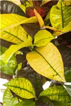 Codiaeum variegatum - Wunderstrauch