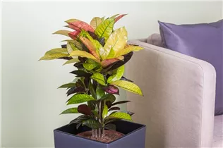 Codiaeum variegatum - Wunderstrauch