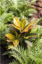 Codiaeum variegatum - Wunderstrauch