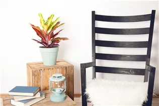 Codiaeum variegatum - Wunderstrauch