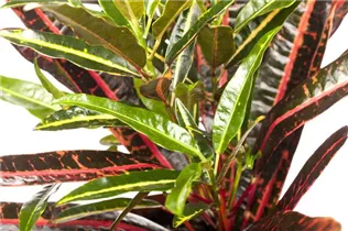 Codiaeum variegatum - Wunderstrauch