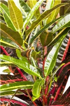 Codiaeum variegatum - Wunderstrauch