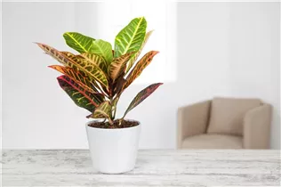 Codiaeum variegatum - Wunderstrauch