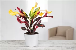 Codiaeum variegatum - Wunderstrauch