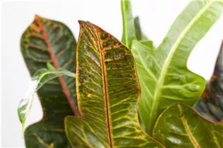 Codiaeum variegatum 'Excellent' - Wunderstrauch 'Excellent' Codiaeum variegatum 'Excellent' - Wunderstrauch 'Excellent'