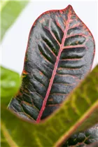 Codiaeum variegatum 'Excellent' - Wunderstrauch 'Excellent' Codiaeum variegatum 'Excellent' - Wunderstrauch 'Excellent'