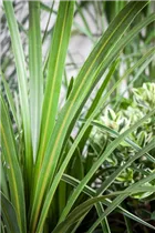 Cordyline australis - Keulenlilie Cordyline australis - Keulenlilie