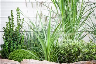 Cordyline australis - Keulenlilie Cordyline australis - Keulenlilie