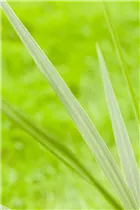 Cordyline australis - Keulenlilie Cordyline australis - Keulenlilie