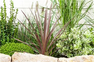 Cordyline australis - Keulenlilie Cordyline australis - Keulenlilie