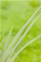 Cordyline australis - Keulenlilie Cordyline australis - Keulenlilie