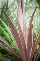 Cordyline australis - Keulenlilie Cordyline australis - Keulenlilie
