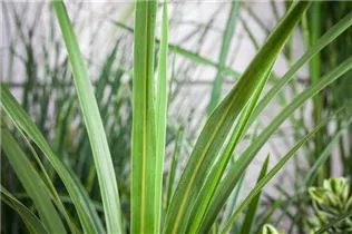 Cordyline australis - Keulenlilie Cordyline australis - Keulenlilie