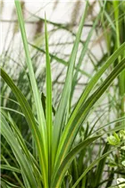 Cordyline australis - Keulenlilie Cordyline australis - Keulenlilie