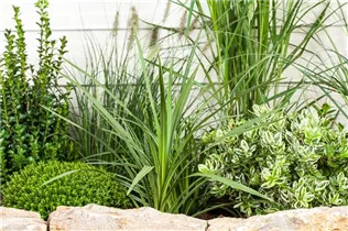 Cordyline australis - Keulenlilie Cordyline australis - Keulenlilie