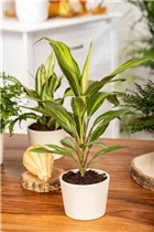 Cordyline australis - Keulenlilie Cordyline australis - Keulenlilie