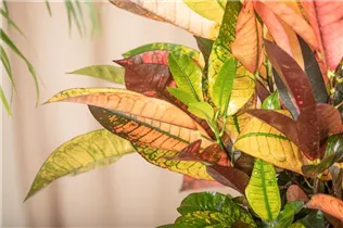 Codiaeum variegatum 'Mrs. Iceton' - Kroton 'Mrs. Iceton' Codiaeum variegatum 'Mrs. Iceton' - Kroton 'Mrs. Iceton'