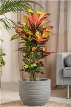 Codiaeum variegatum 'Mrs. Iceton' - Kroton 'Mrs. Iceton' Codiaeum variegatum 'Mrs. Iceton' - Kroton 'Mrs. Iceton'