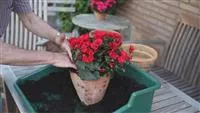 - Blumenkübel - Bepflanzen mit Sommerblumen  - Blumenkübel - Bepflanzen mit Sommerblumen