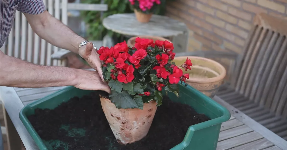  - Blumenkübel - Bepflanzen mit Sommerblumen