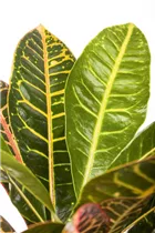 Codiaeum variegatum 'Petra' - Wunderstrauch 'Petra'