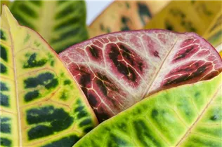 Codiaeum variegatum 'Petra' - Wunderstrauch 'Petra'