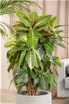 Codiaeum variegatum 'Petra' - Wunderstrauch 'Petra'