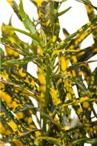 Codiaeum variegatum var. pictum - Kroton Codiaeum variegatum var. pictum - Kroton