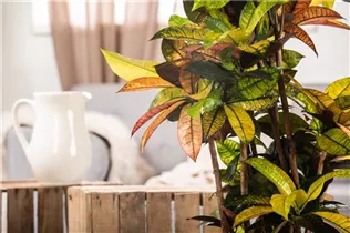 Codiaeum variegatum var. pictum - Kroton Codiaeum variegatum var. pictum - Kroton