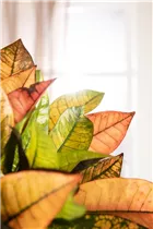 Codiaeum variegatum var. pictum - Kroton Codiaeum variegatum var. pictum - Kroton