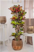 Codiaeum variegatum var. pictum - Kroton Codiaeum variegatum var. pictum - Kroton