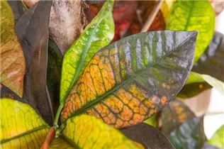 Codiaeum variegatum var. pictum - Kroton Codiaeum variegatum var. pictum - Kroton