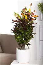 Codiaeum variegatum var. pictum - Kroton Codiaeum variegatum var. pictum - Kroton