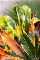 Codiaeum variegatum var. pictum - Kroton Codiaeum variegatum var. pictum - Kroton