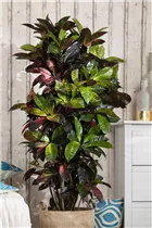 Codiaeum variegatum var. pictum - Kroton Codiaeum variegatum var. pictum - Kroton