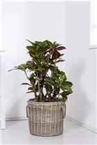 Codiaeum variegatum var. pictum - Kroton Codiaeum variegatum var. pictum - Kroton