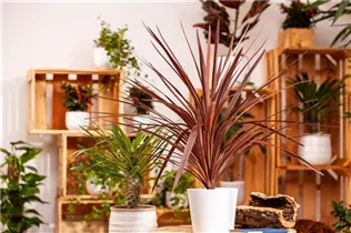 Cordyline australis 'Red Star' - Keulenlilie Cordyline australis 'Red Star' - Keulenlilie