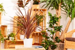 Cordyline australis 'Red Star' - Keulenlilie Cordyline australis 'Red Star' - Keulenlilie