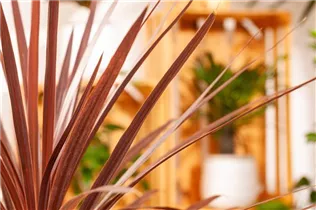 Cordyline australis 'Red Star' - Keulenlilie Cordyline australis 'Red Star' - Keulenlilie