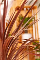 Cordyline australis 'Red Star' - Keulenlilie Cordyline australis 'Red Star' - Keulenlilie
