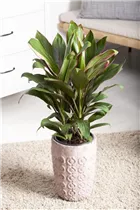 Cordyline fruticosa - Keulenlilie