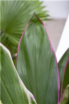 Cordyline fruticosa - Keulenlilie