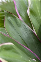 Cordyline fruticosa - Keulenlilie