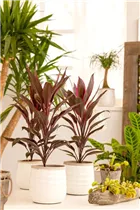 Cordyline fruticosa - Keulenlilie