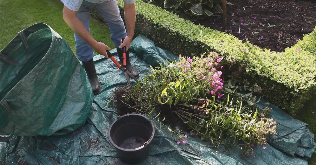  - Phlox - Teilen und Vermehren